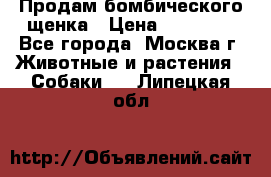 Продам бомбического щенка › Цена ­ 30 000 - Все города, Москва г. Животные и растения » Собаки   . Липецкая обл.